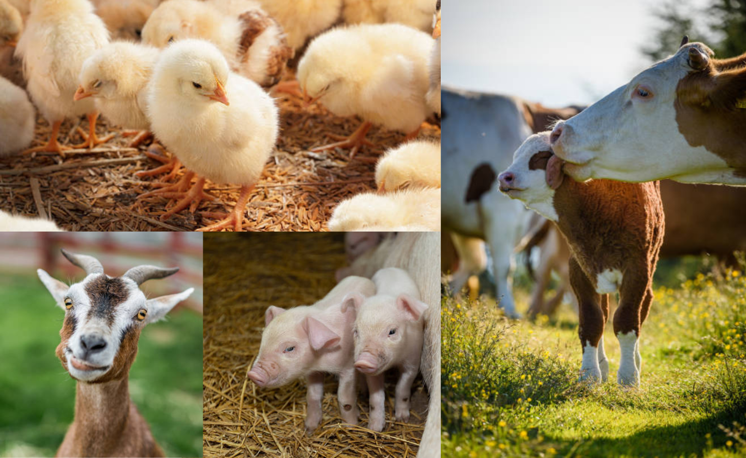 Social Media Ferie Riquadri Colorati Verde e Crema 